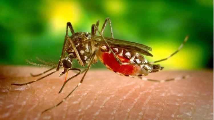 Dengue outbreak in TN: A growing public health concern